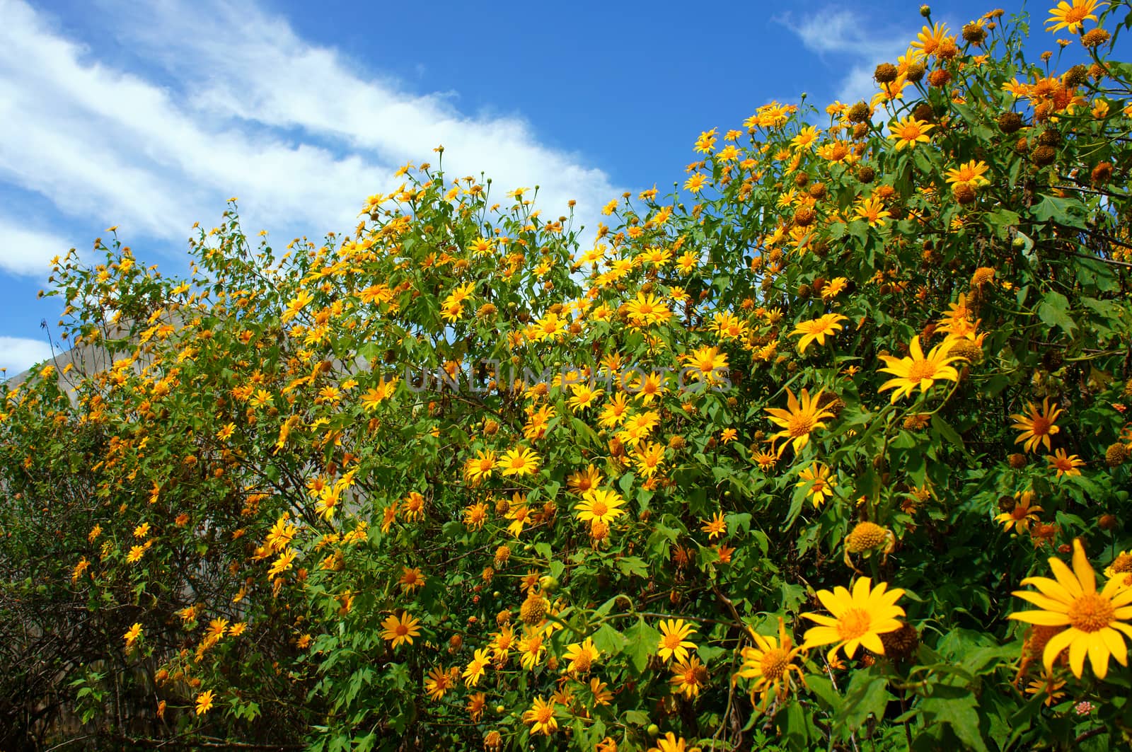 da quy flower, wild sunflower by xuanhuongho