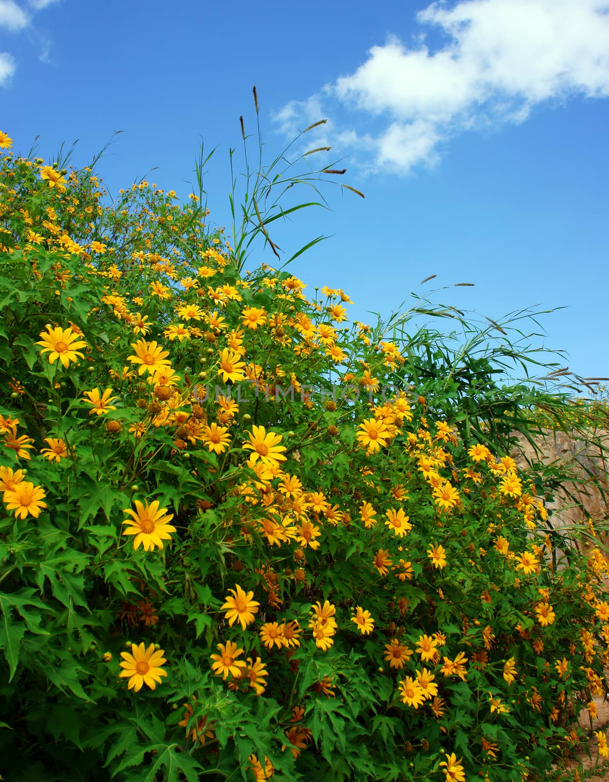 Amazing scene of beautiful nature at Dalat countryside, grove of wild sunflower bloom vibrant, da quy flower in beauty yellow up to blue sky in winter day, a special flower of Da Lat, Vietnam