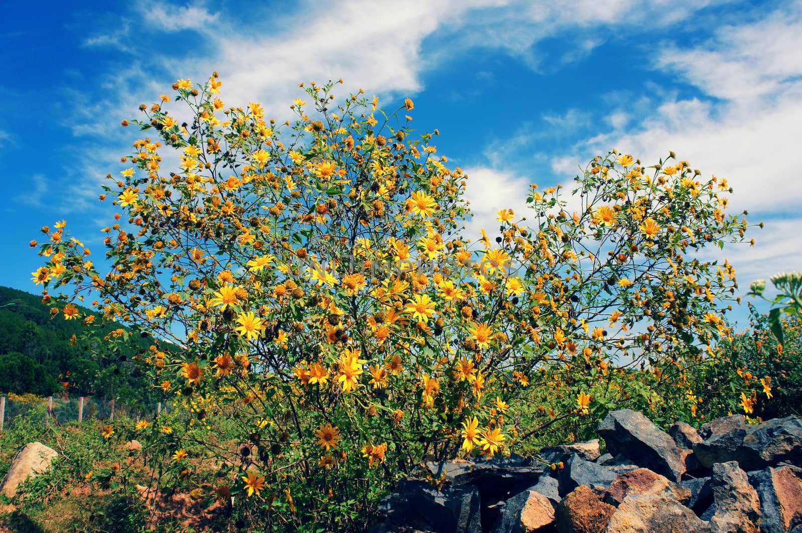 Amazing scene of beautiful nature at Dalat countryside, grove of wild sunflower bloom vibrant, da quy flower in beauty yellow up to blue sky in winter day, a special flower of Da Lat, Vietnam