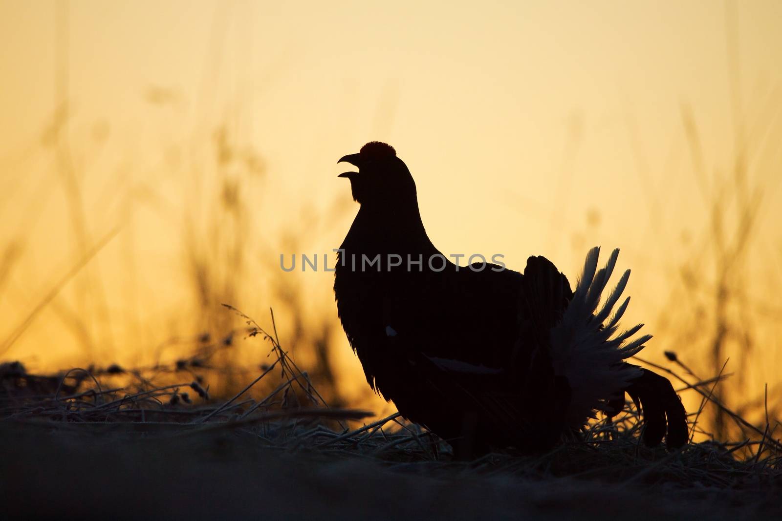 Silhouette of Lekking Black Grouse by SURZ