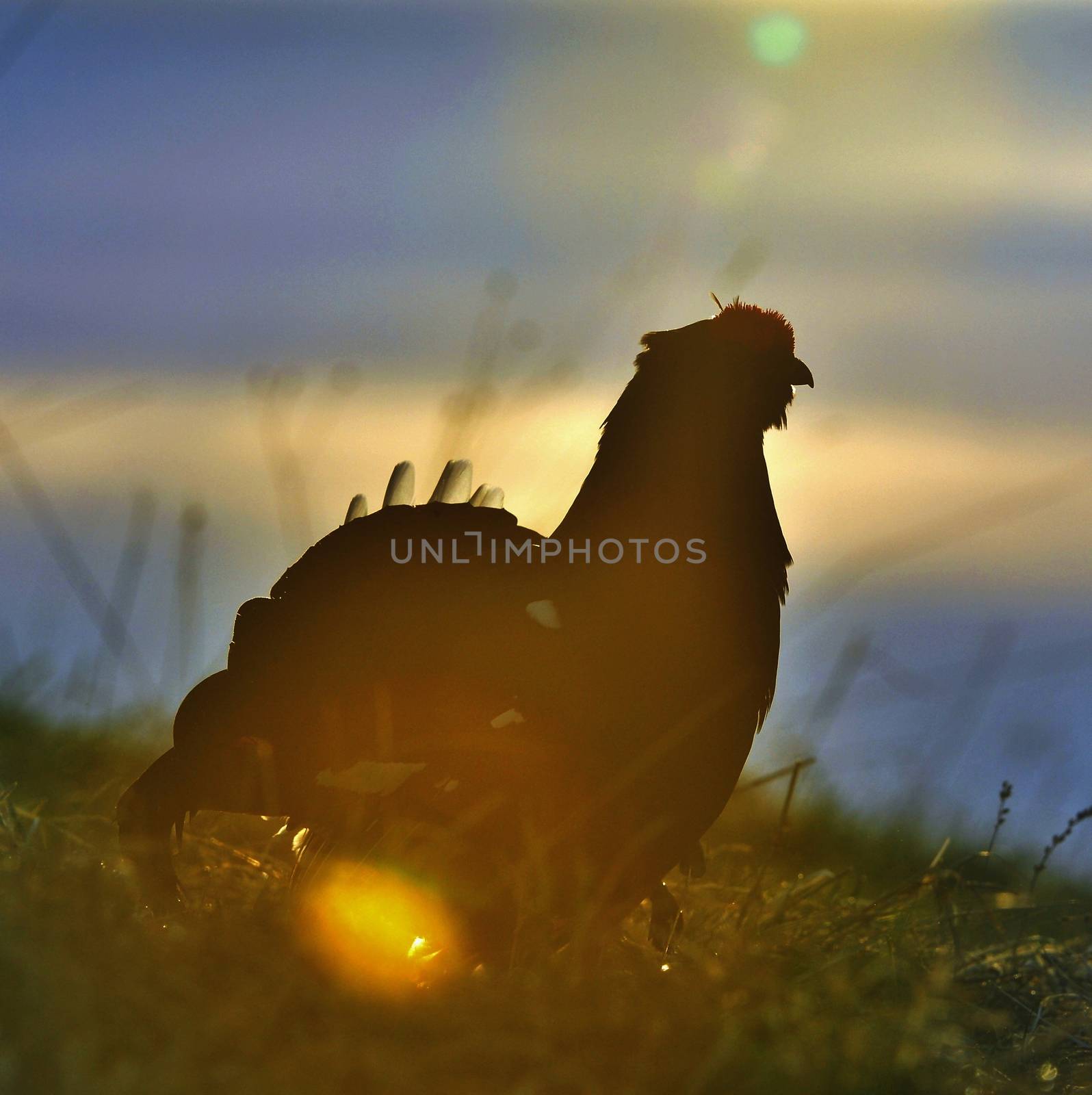 Silhouette of Lekking Black Grouse ( Lyrurus tetrix) against the dawn sky. Early morning Backlight. Sunrise  