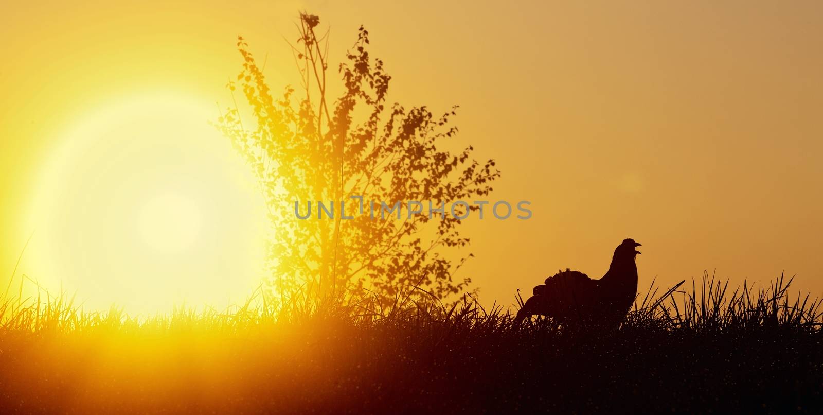Silhouette of Lekking Black Grouse ( Lyrurus tetrix) against the dawn sky. Early morning Backlight. Sunrise  