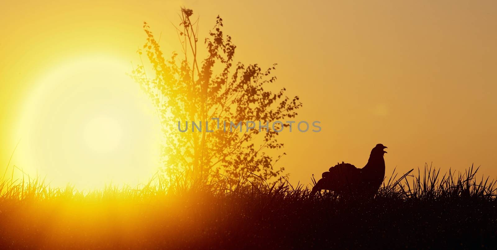 Silhouette of Lekking Black Grouse by SURZ