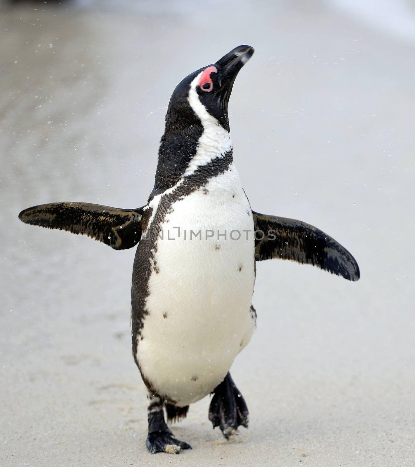 African penguin by SURZ