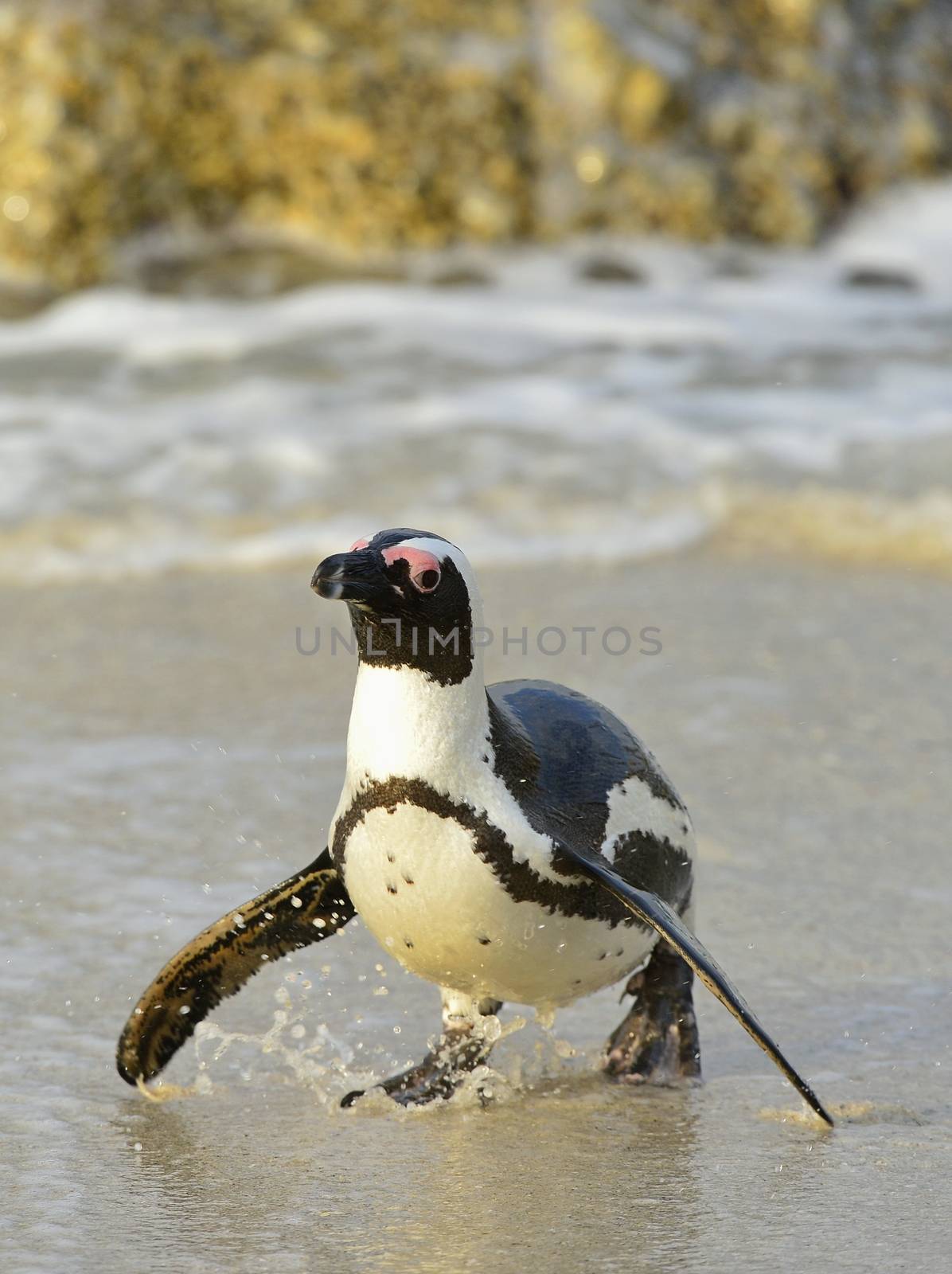Walking African penguin (spheniscus demersus) at the Beach. South Africa 