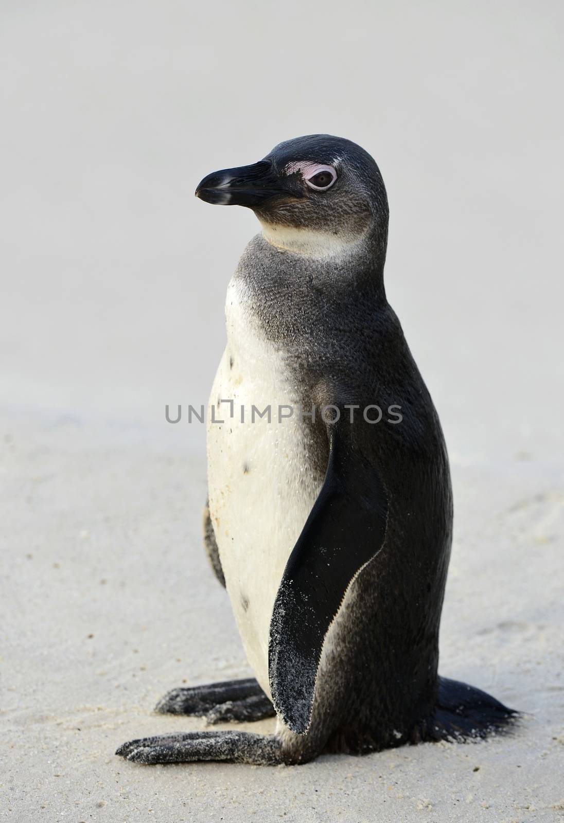 Young African penguin (spheniscus demersus) at the Beach. South Africa 