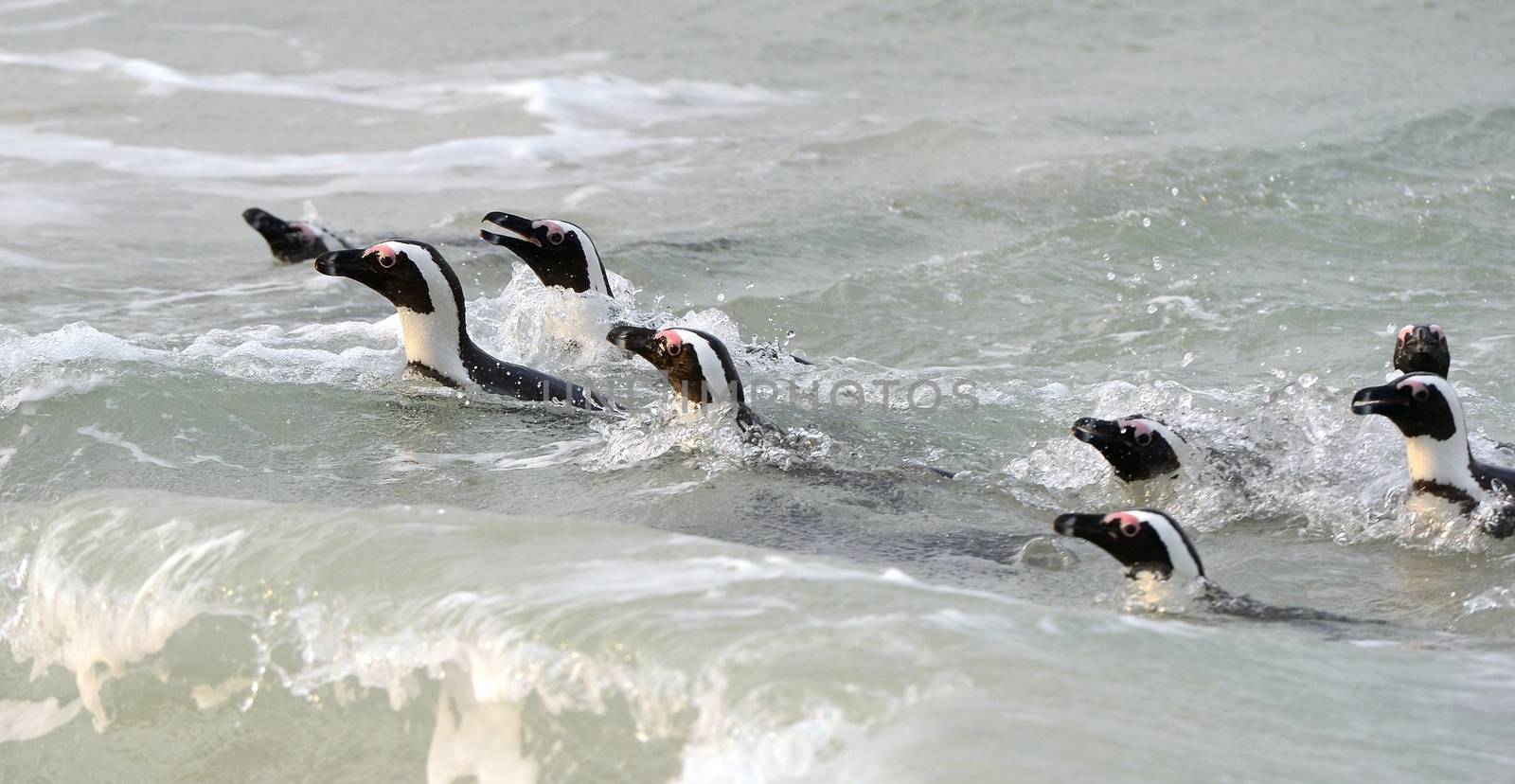Swimming African Penguins.The African penguin (Spheniscus demersus), also known as the jackass penguin and black-footed penguin is a species of penguin, confined to southern African waters. 