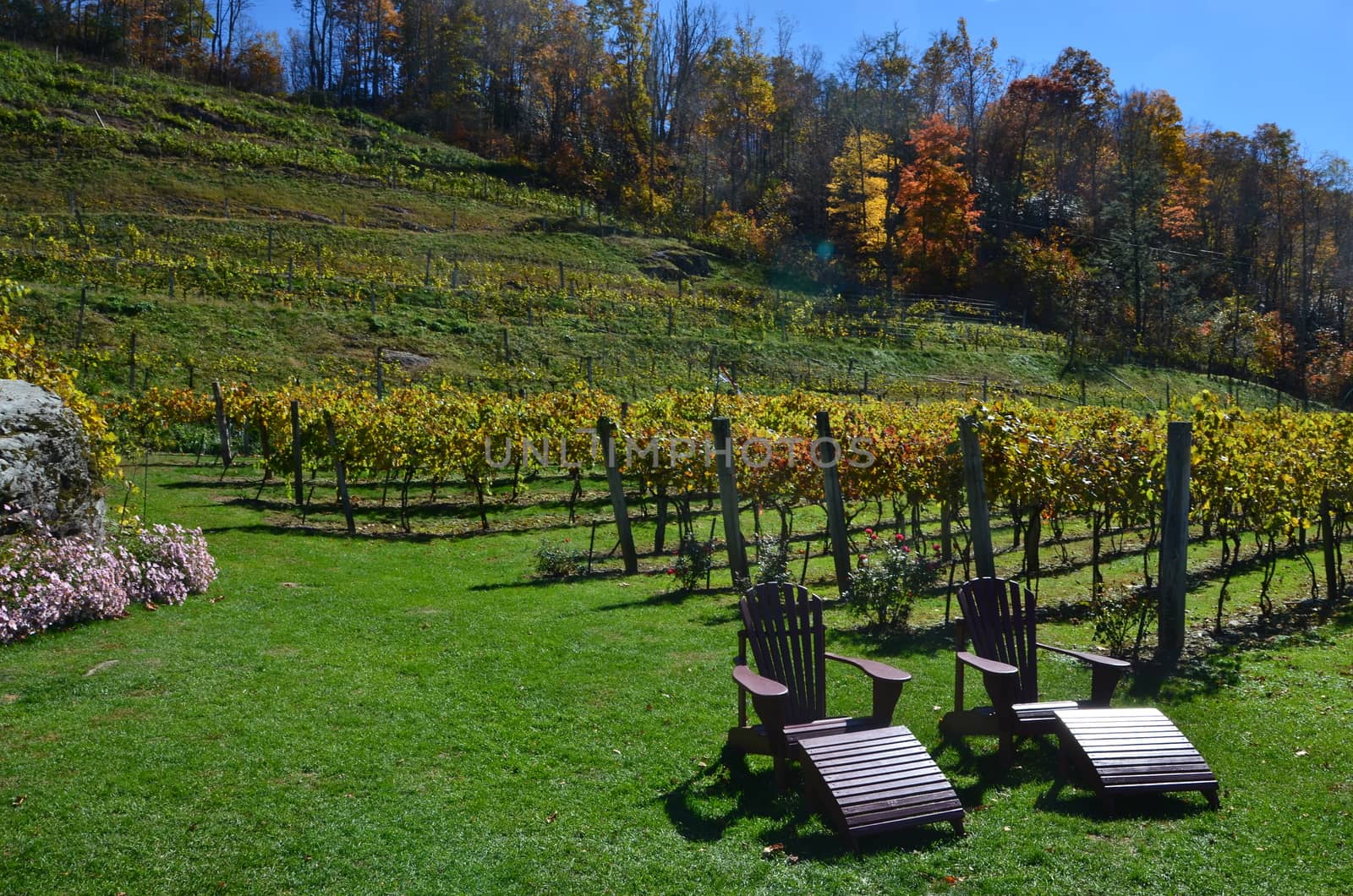 View of a vineyard on the hill in the mountains of North Carolina.