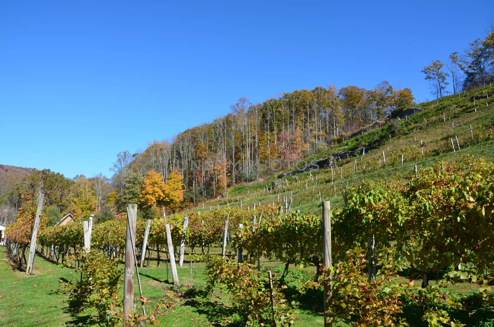 Grapes on the vine in the mountains of North Carolina