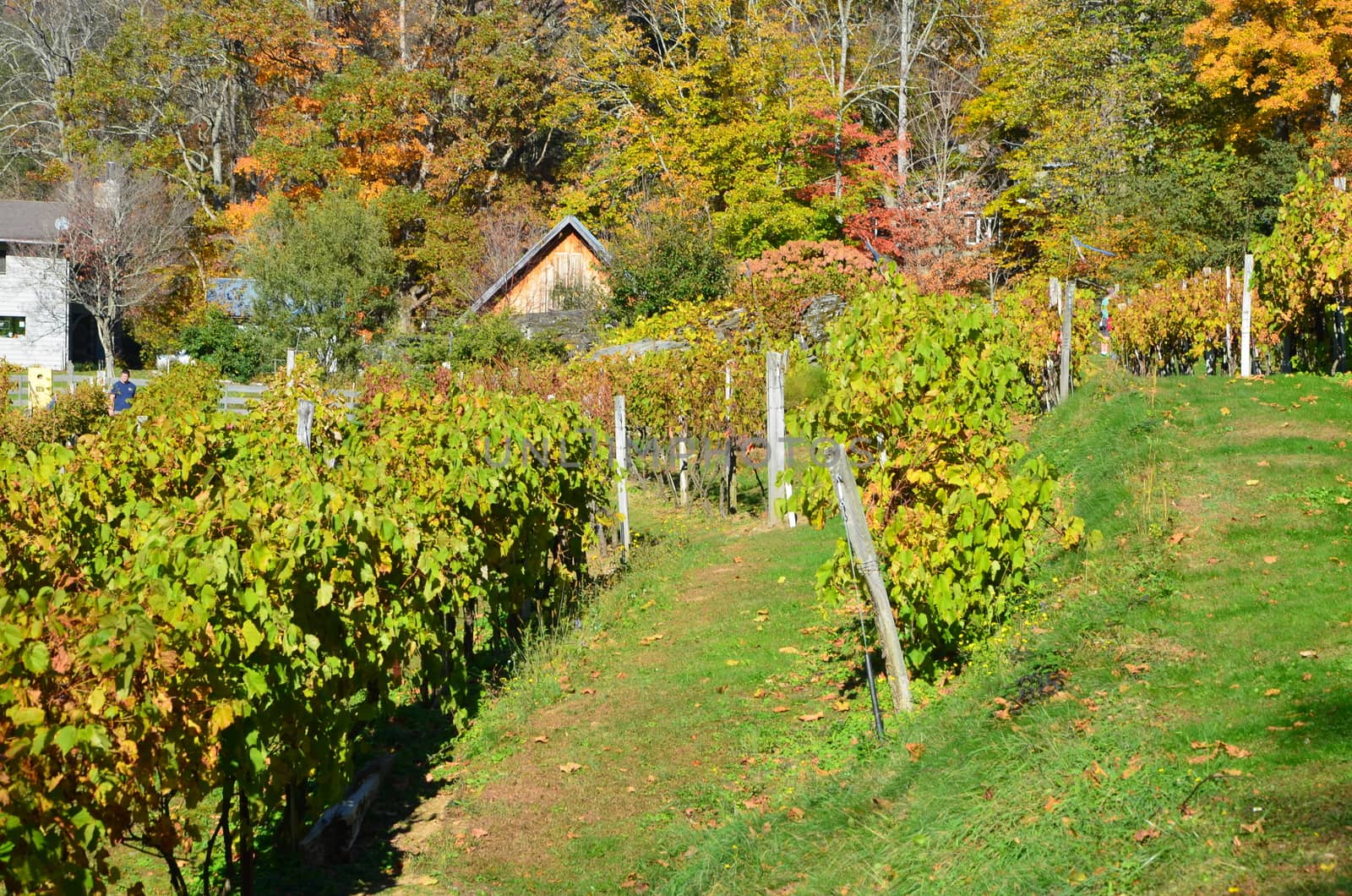 Fall in a vineyard in North Carolina
