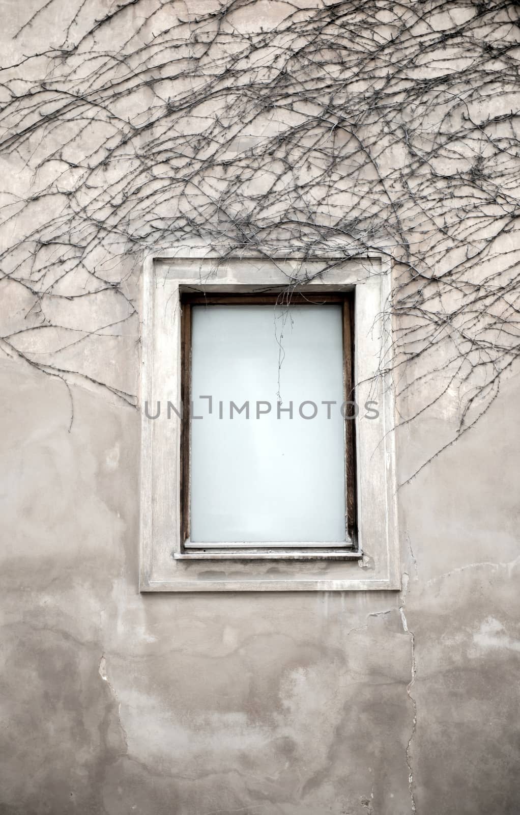 Windows and dried vine by anankkml