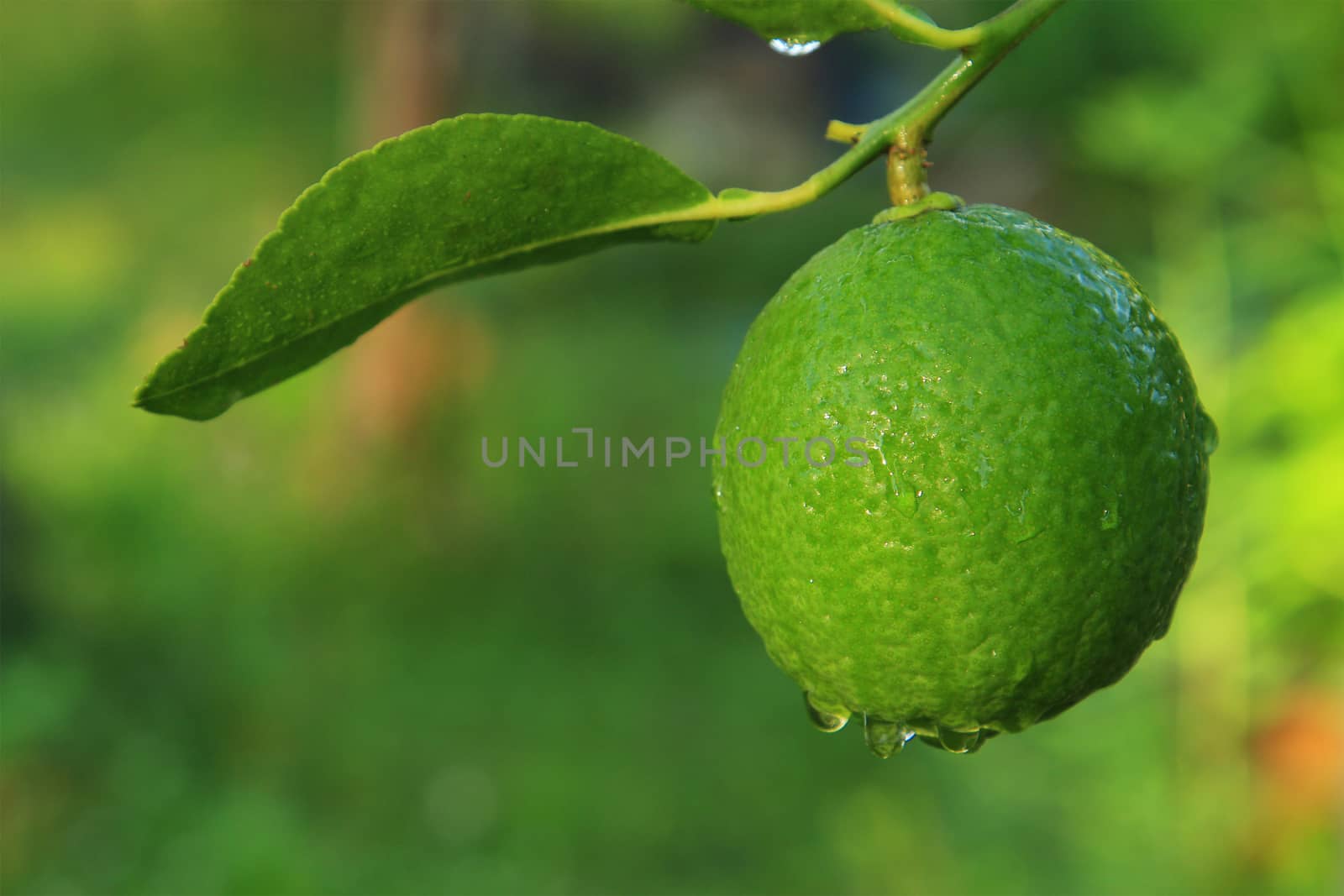 Lime on tree by foto76