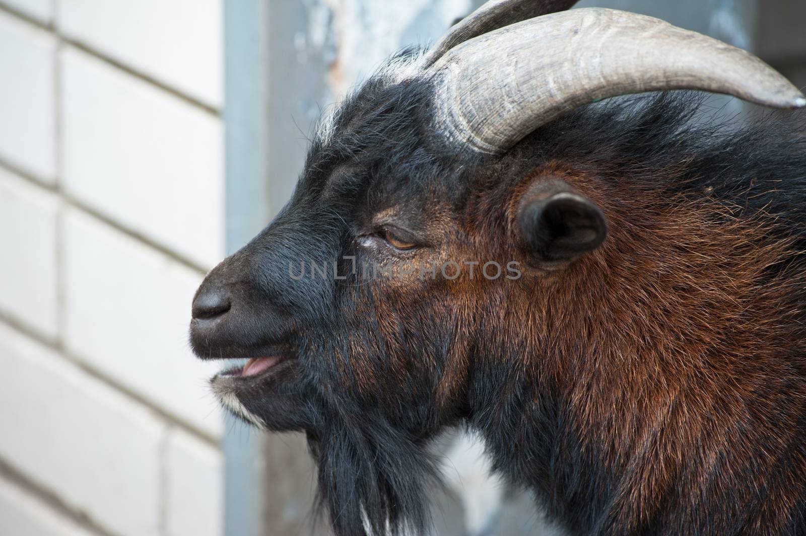 Sheep ram with large horns closeup portrait