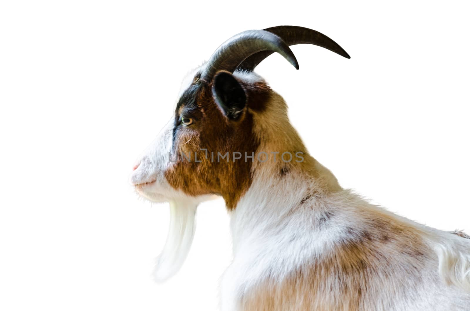 Head of a goat in front of a white background.