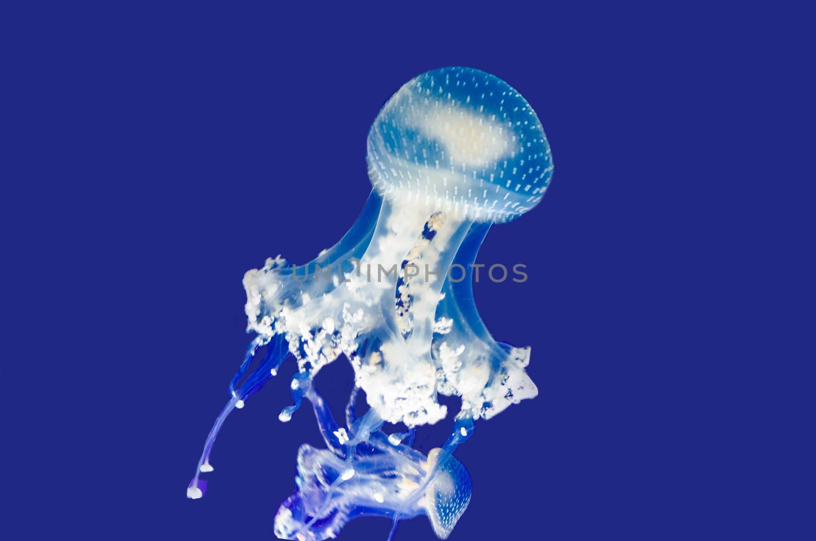 Jellyfish by JFsPic