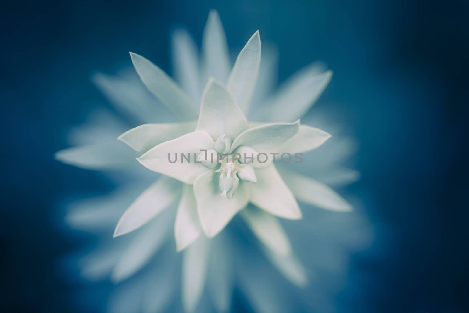 Picture of a star-shaped flower with blue filter