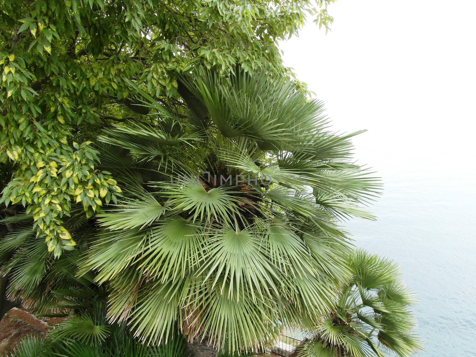 Green palm leaves of autamn croatian beautiful nature