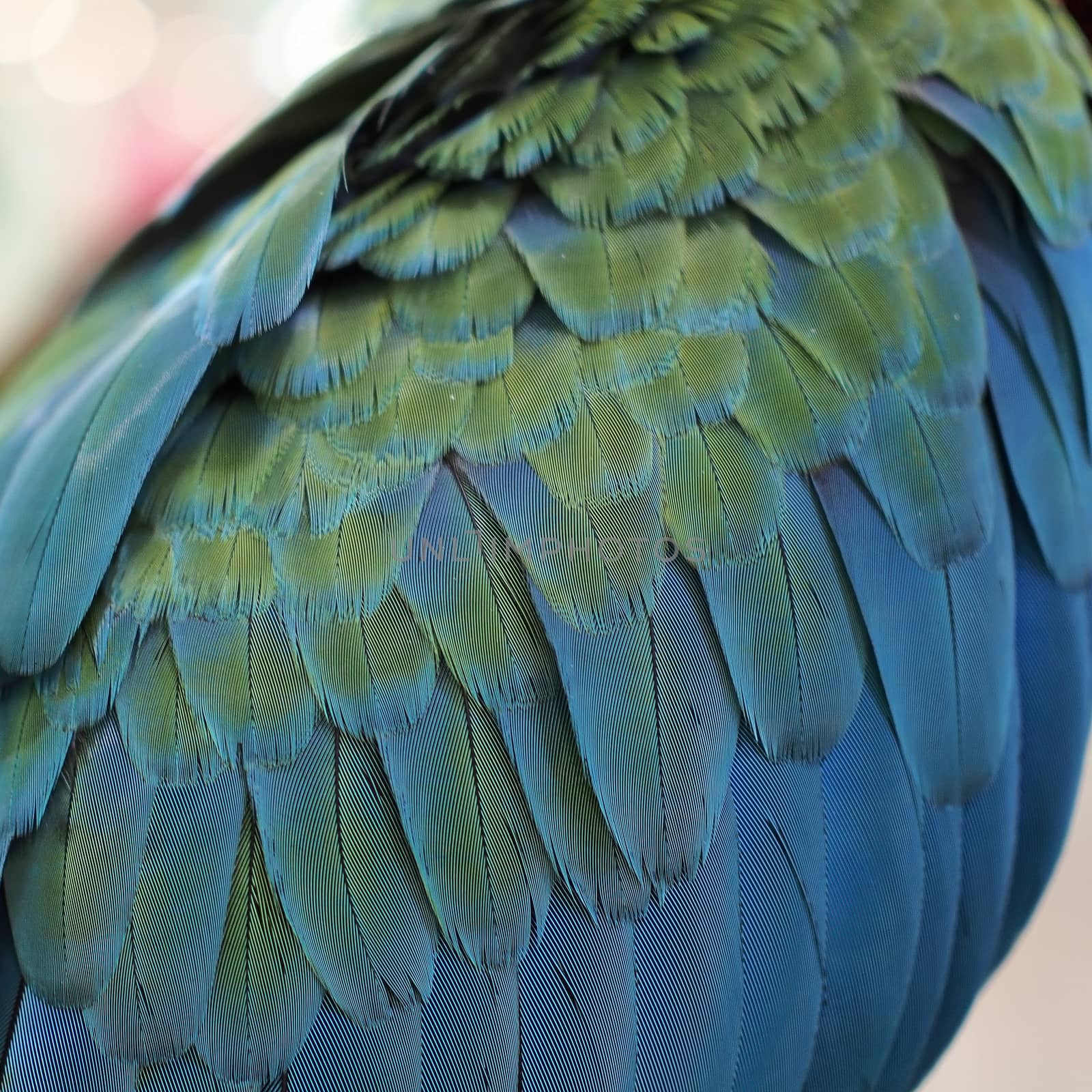 closeup of the beautiful macaw parrot feather       