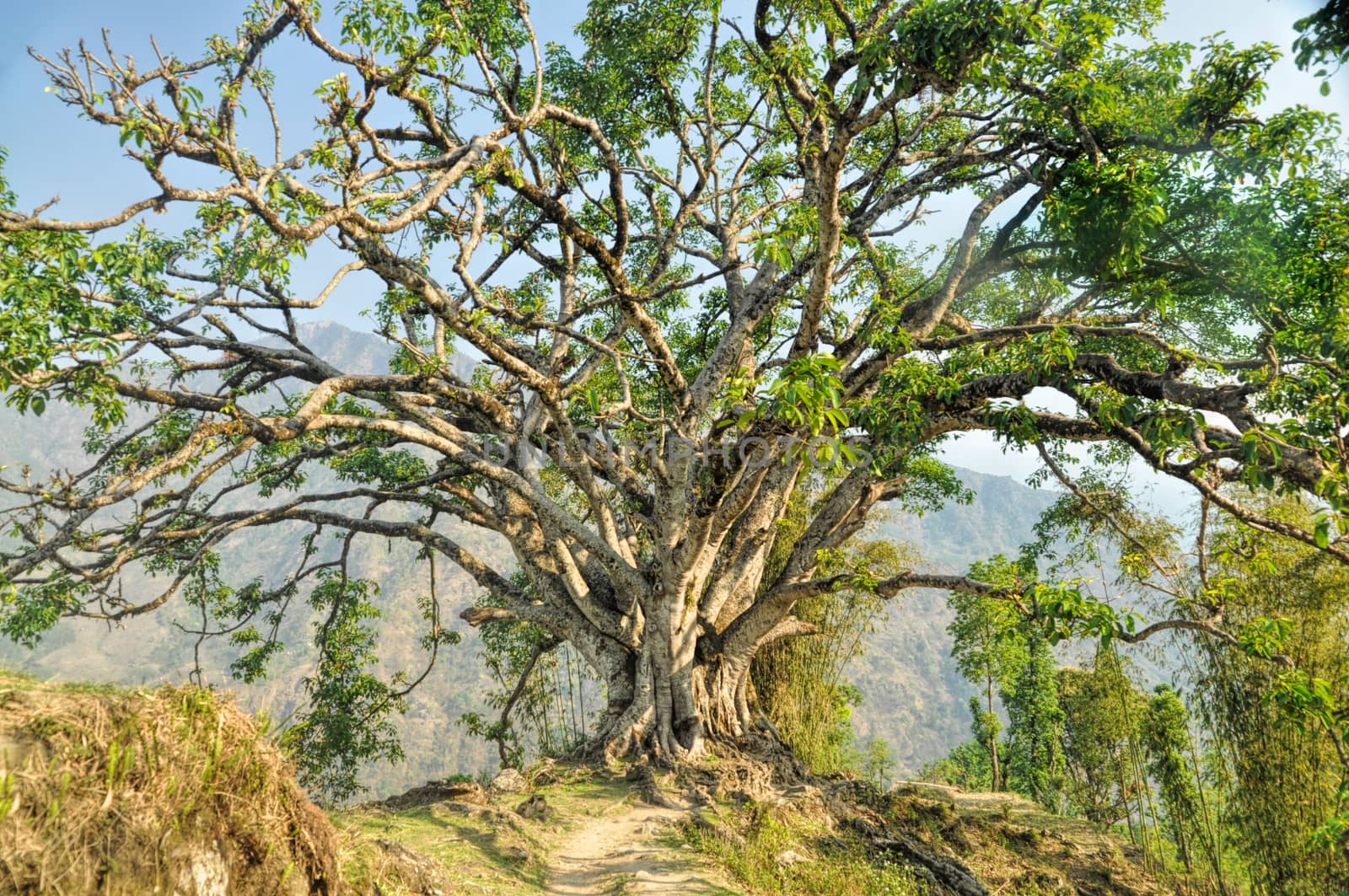 Amazing view of an old tree standing alone on the top of a hill