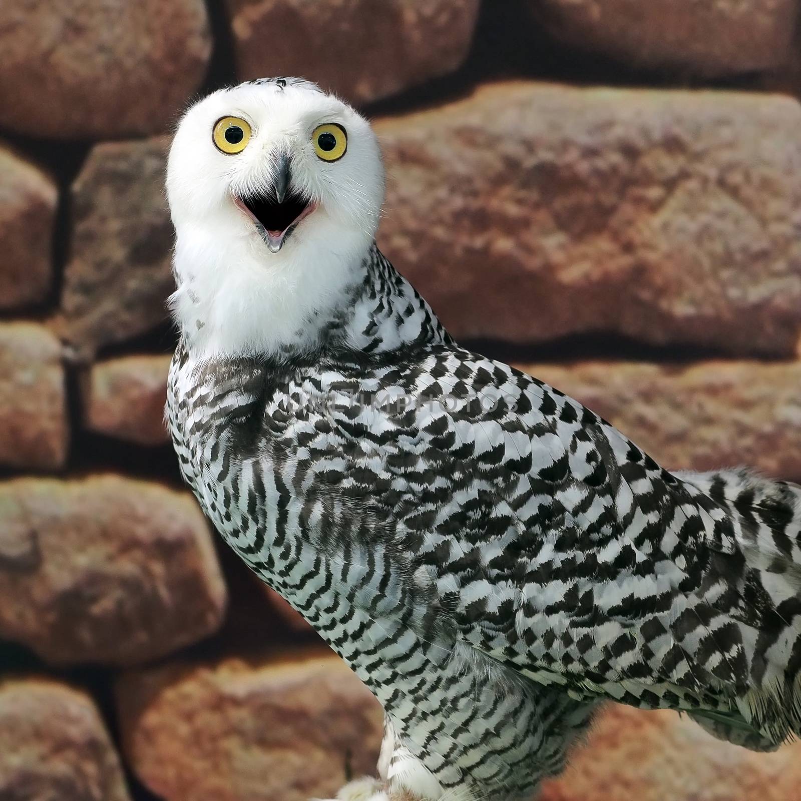 closeup of snow owl with nature background