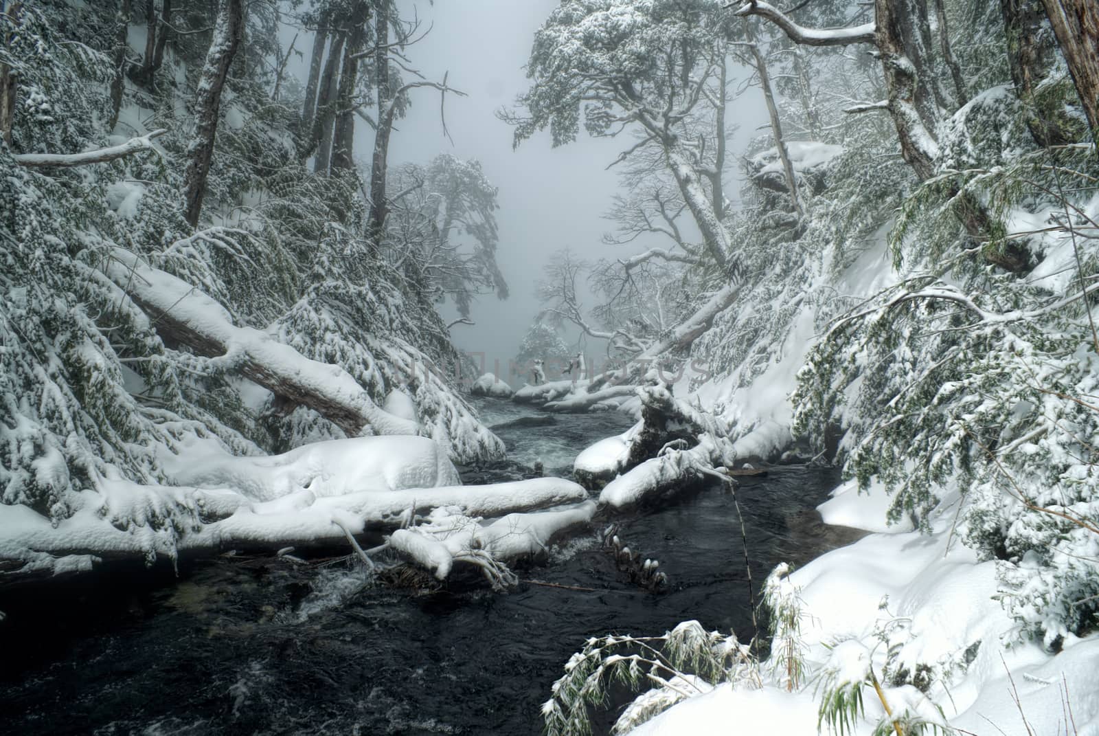 Breathtaking view of fog covering a river flowing through snowy forest               