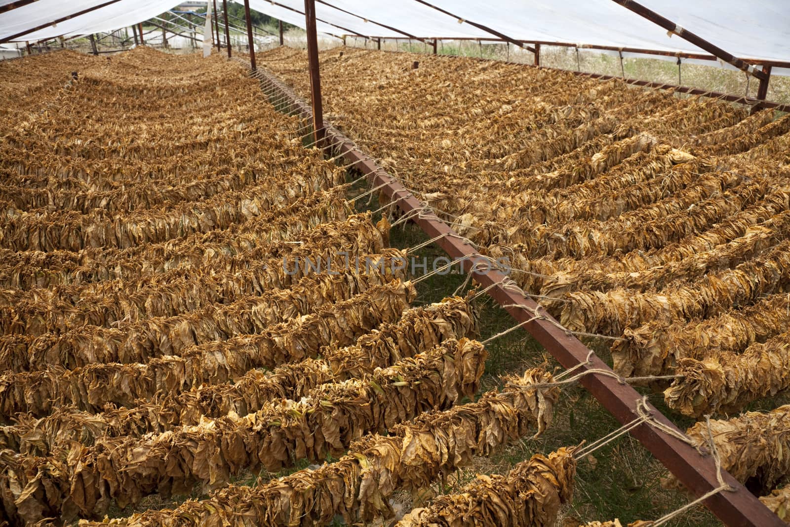 Tobacco leaves hung up to dry. Nicotiana tabacum.