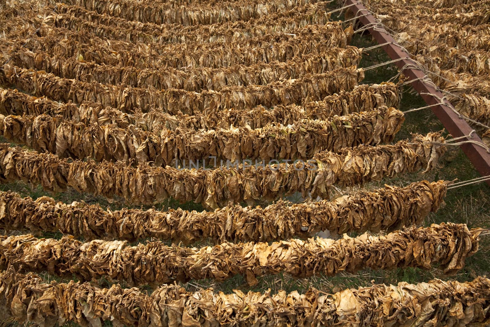 Tobacco leaves hung up to dry. Nicotiana tabacum.