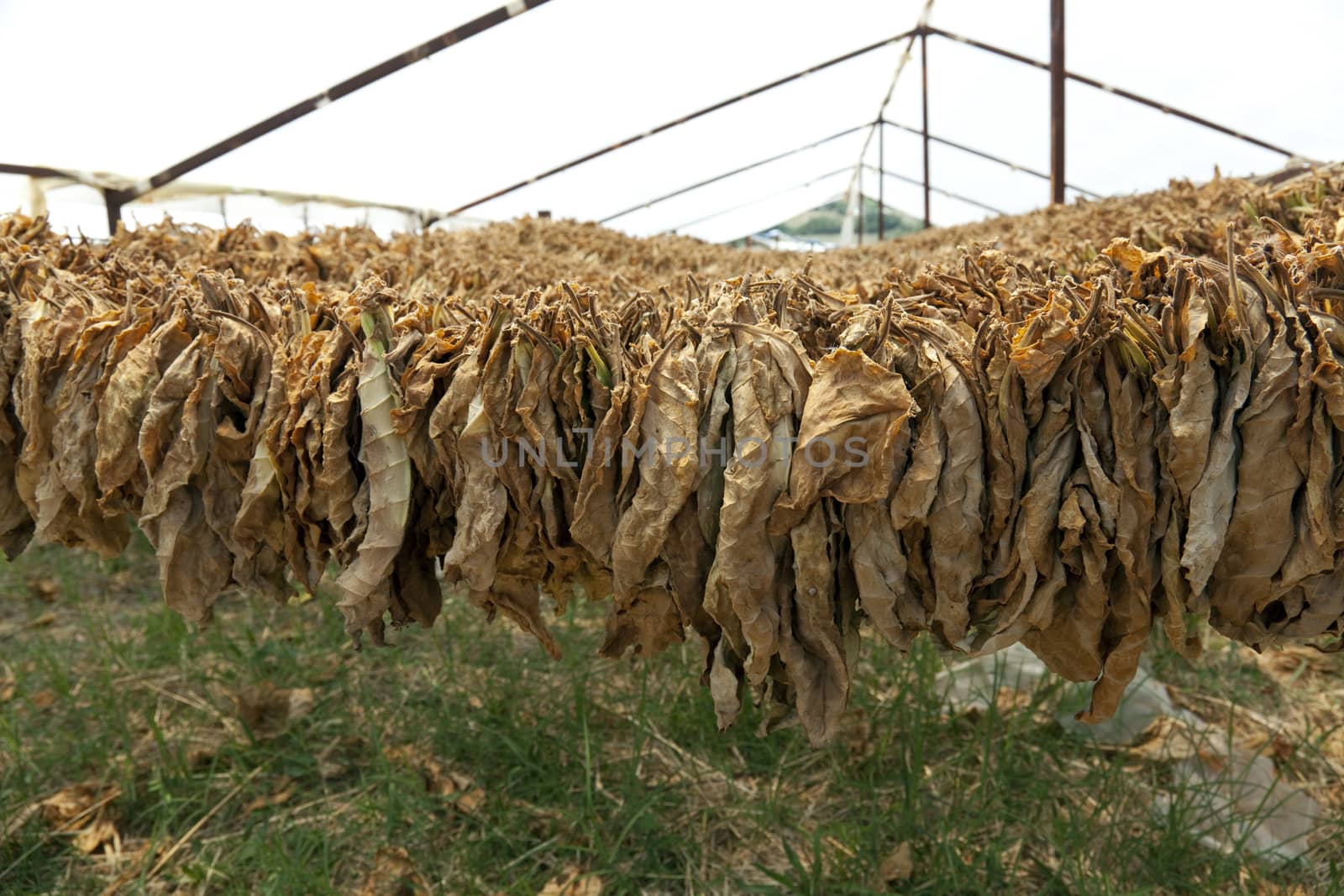 Tobacco leaves by Portokalis