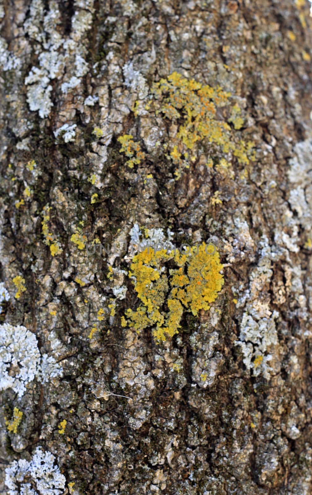 Tree Bark Over. Crust Of The forest tree