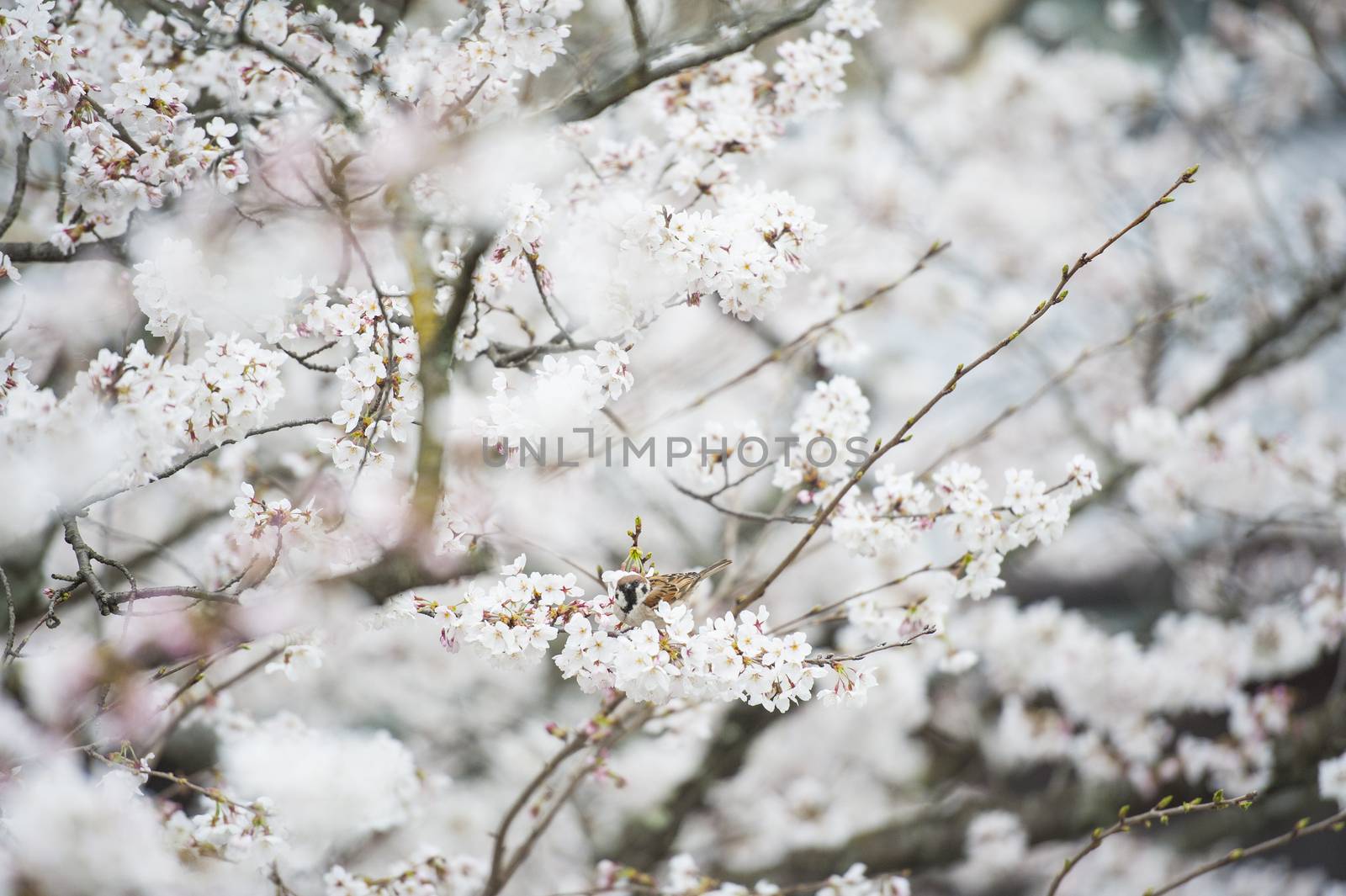 Japanese white flower and little bird by Surasak