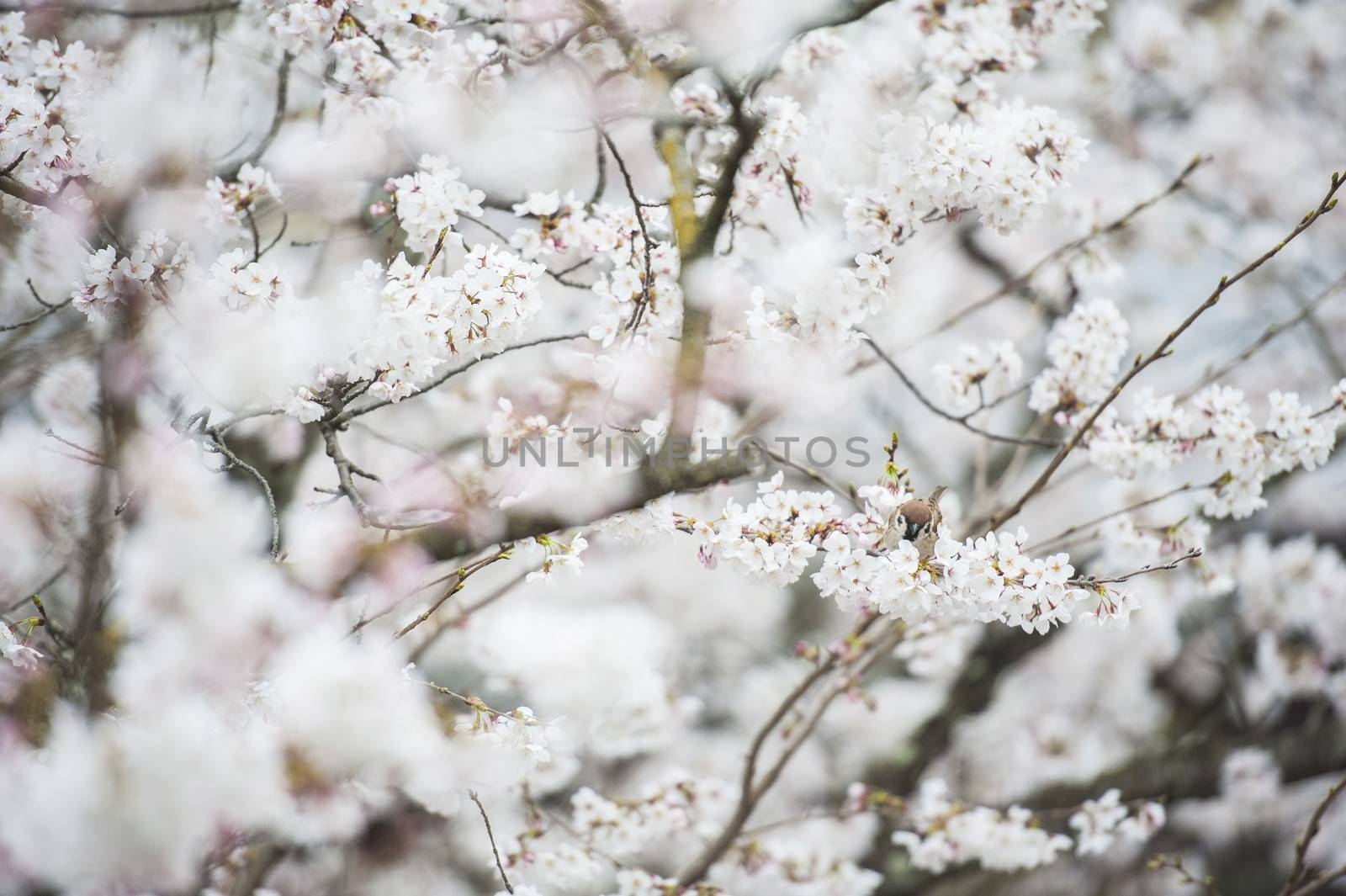 Japanese white flower and little bird by Surasak