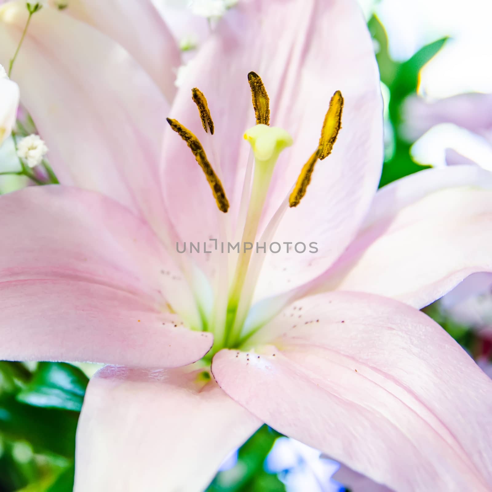 closeup of a white and pink lilly