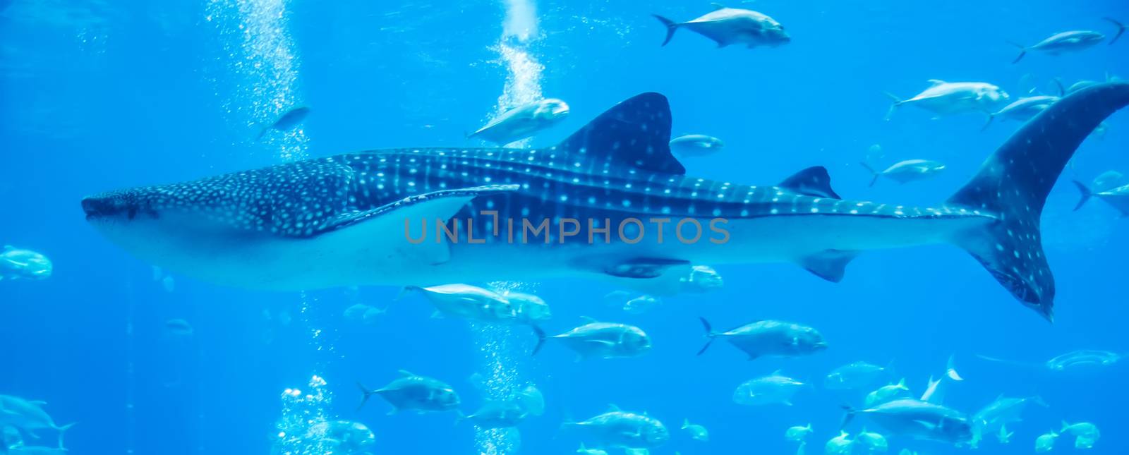 whale shark underwater in aquarium by digidreamgrafix
