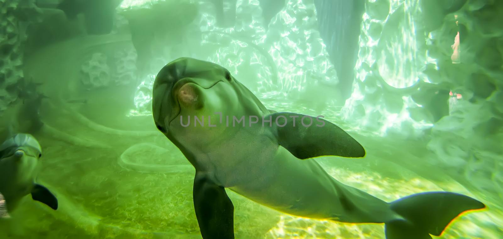 dolphin poses for camera in aquarium by digidreamgrafix