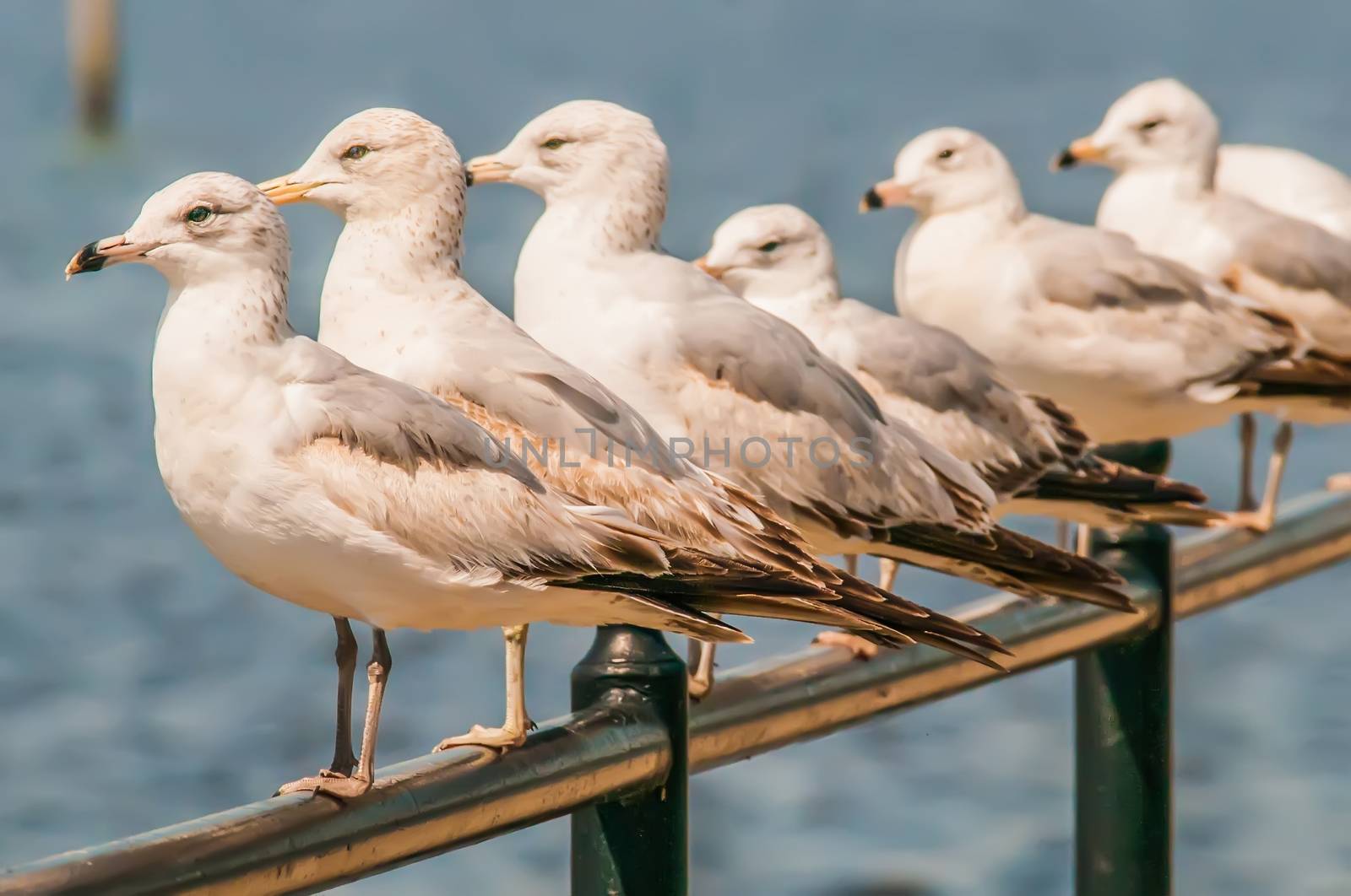A row of white seagulls sitting on a ledge while looking at the ocean.