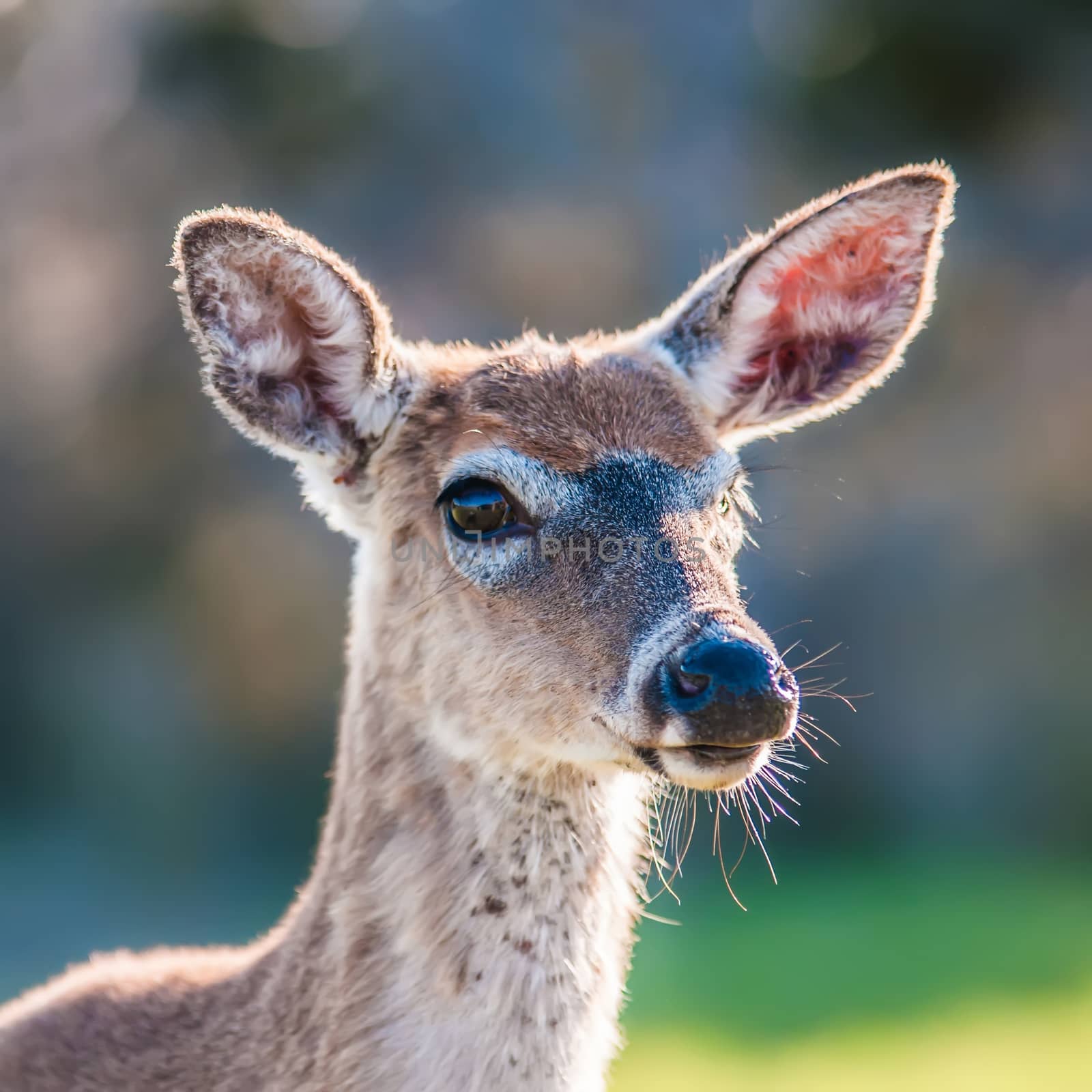 white tailed deer portrait by digidreamgrafix