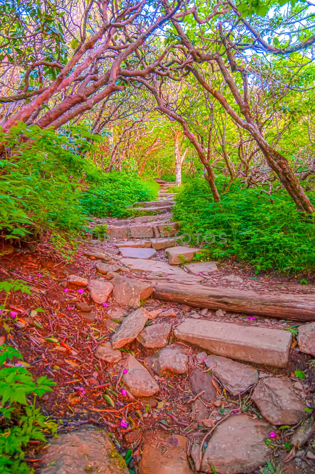 Craggy Garden Trail on an autumn day by digidreamgrafix