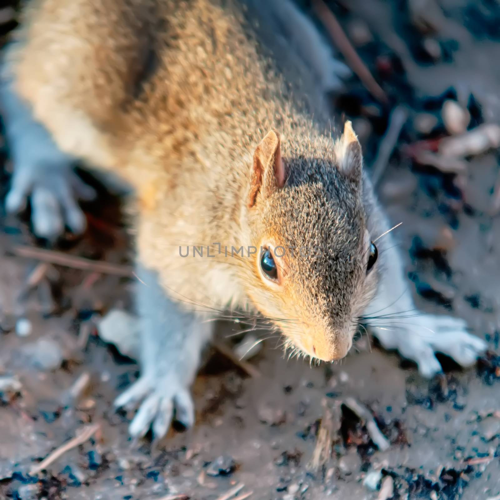 squirrel sitting on ground by digidreamgrafix