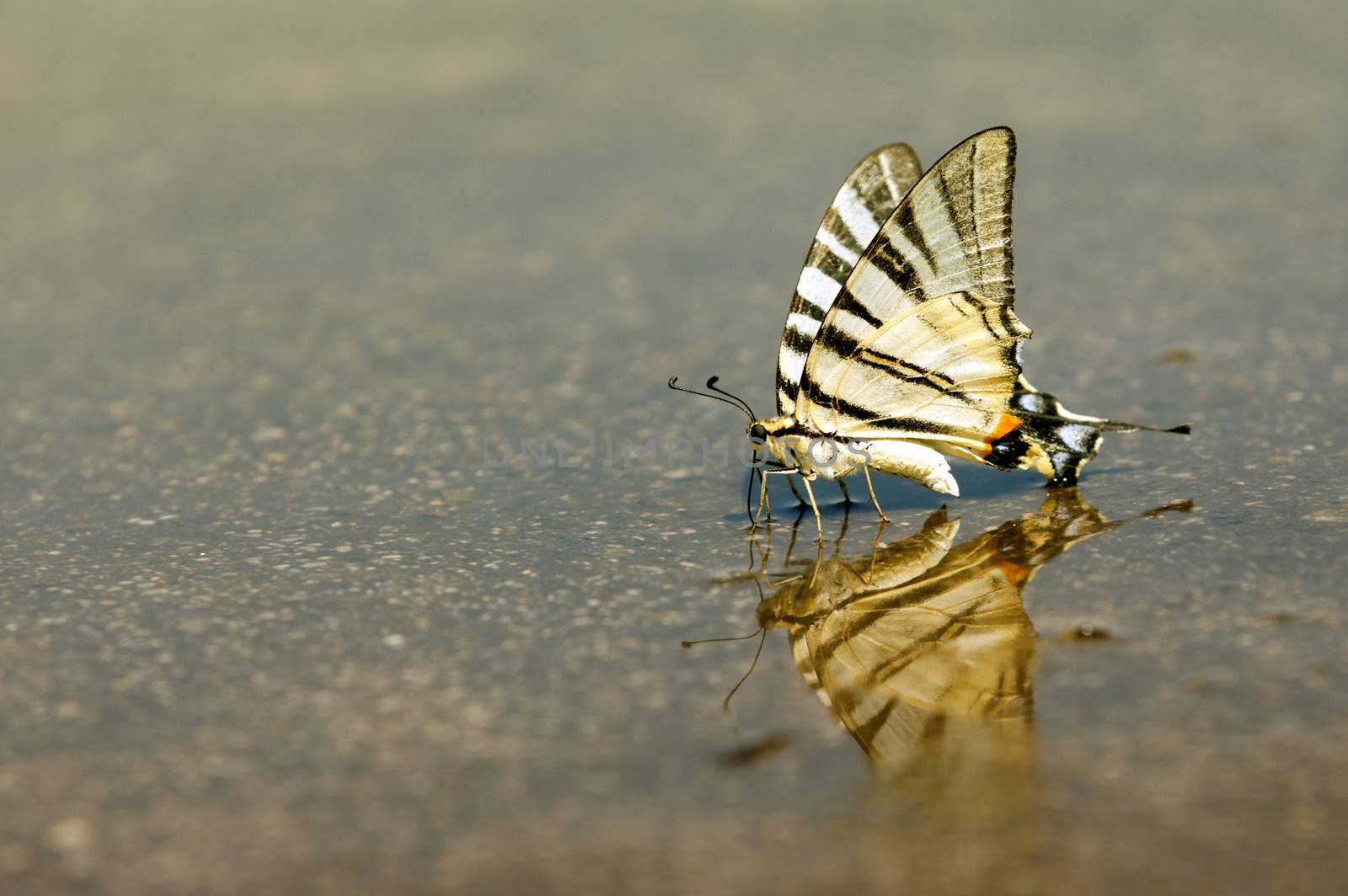 Butterflies often congregate on wet surface to partake in "puddling," drinking water and extracting minerals from damp puddles.