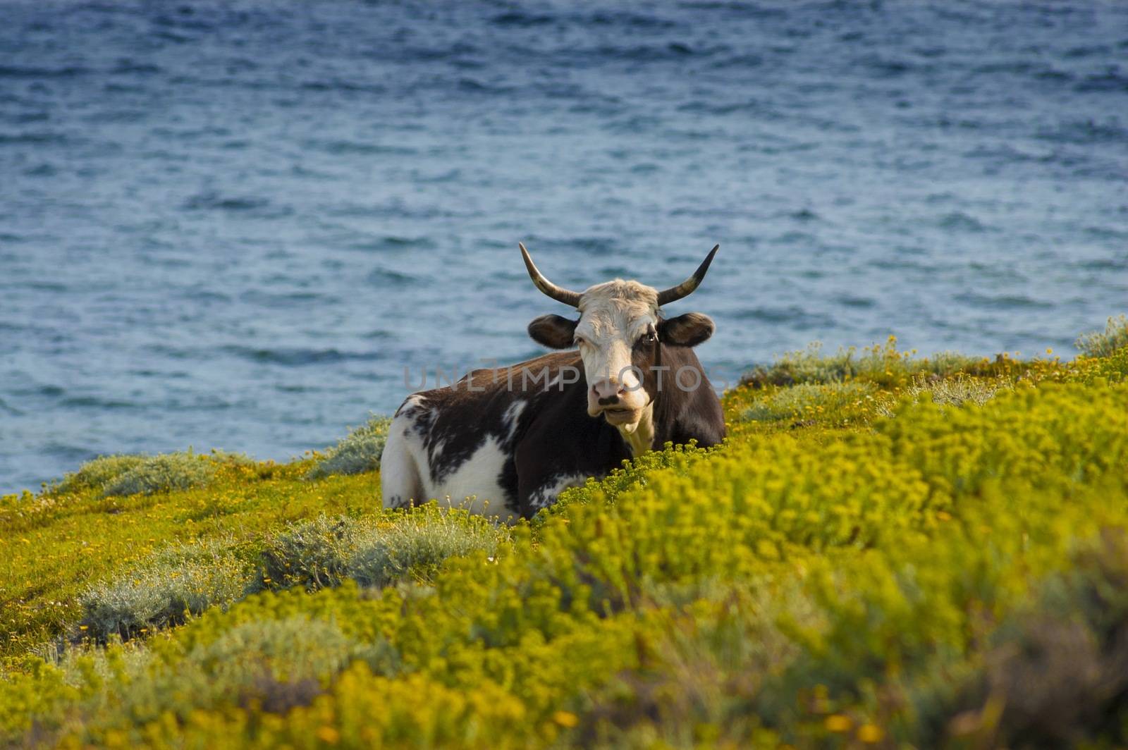 Picture of a free cow resting in front of the sea 