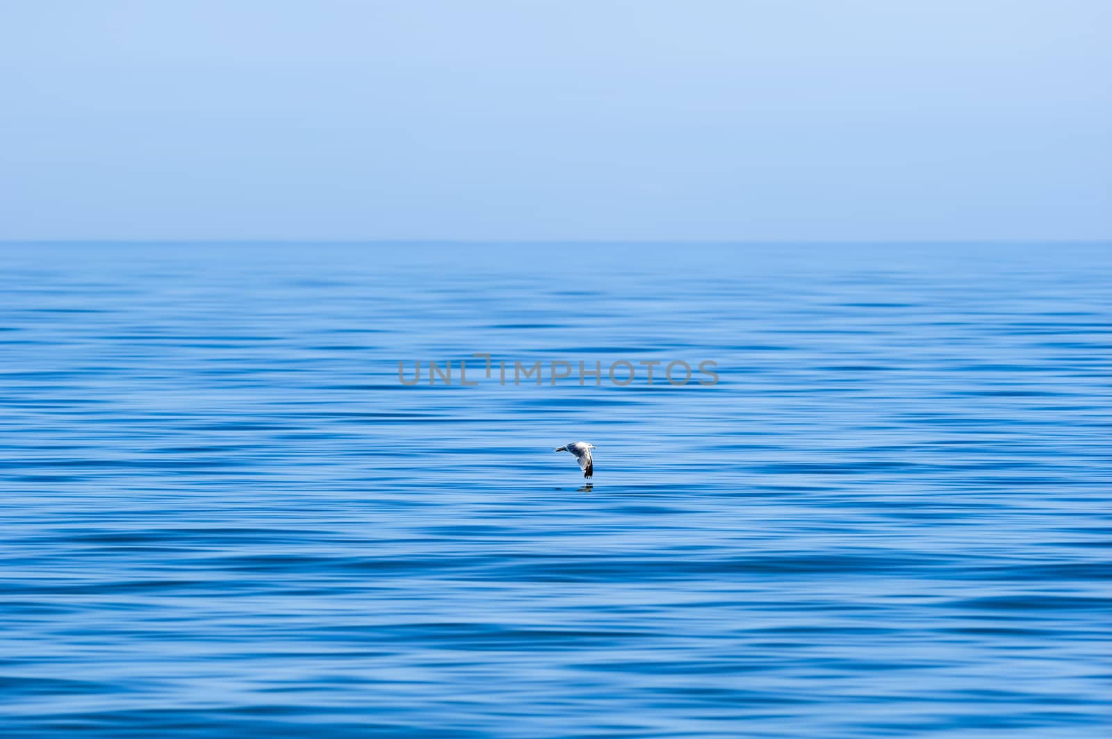 Flying seagull over surface of the sea