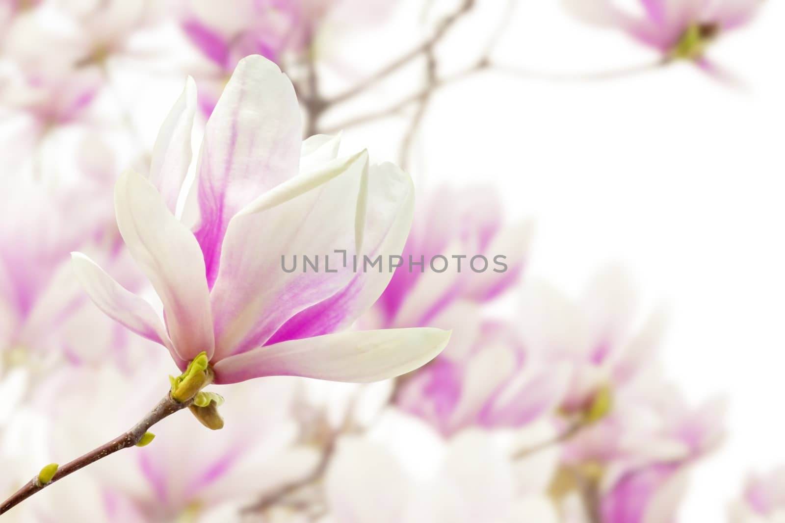 Magnolia by Onigiristudio
