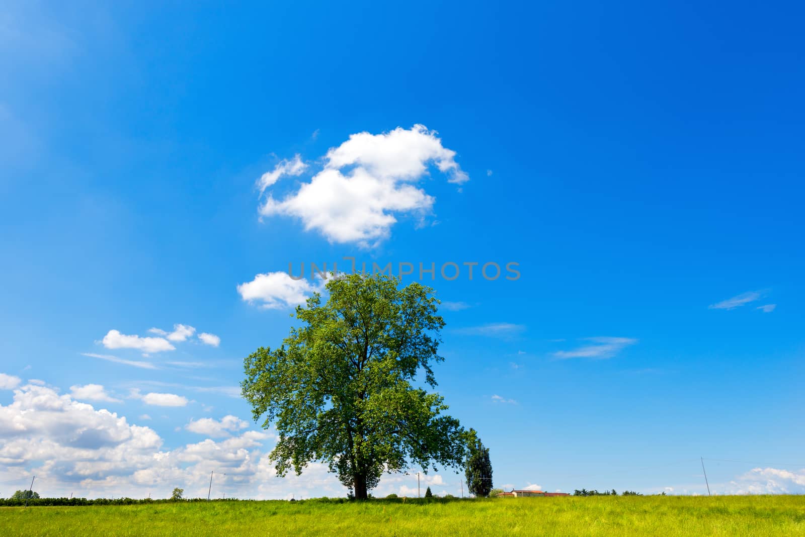 Leafy lone tree in the countryside with blue sky and clouds