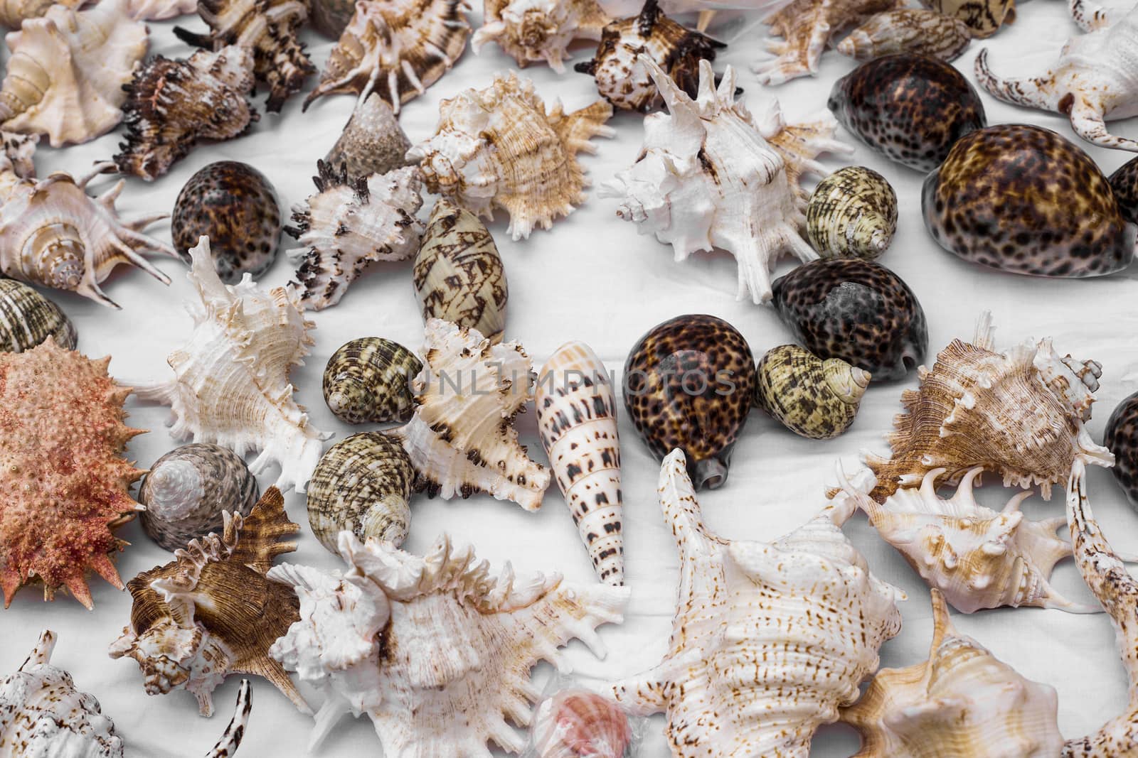 Shells and starfish placed on a white cloth.