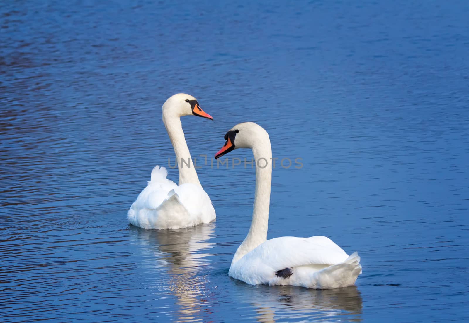 A pair of beautiful wild white swans floating on the blue surface of the lake.
