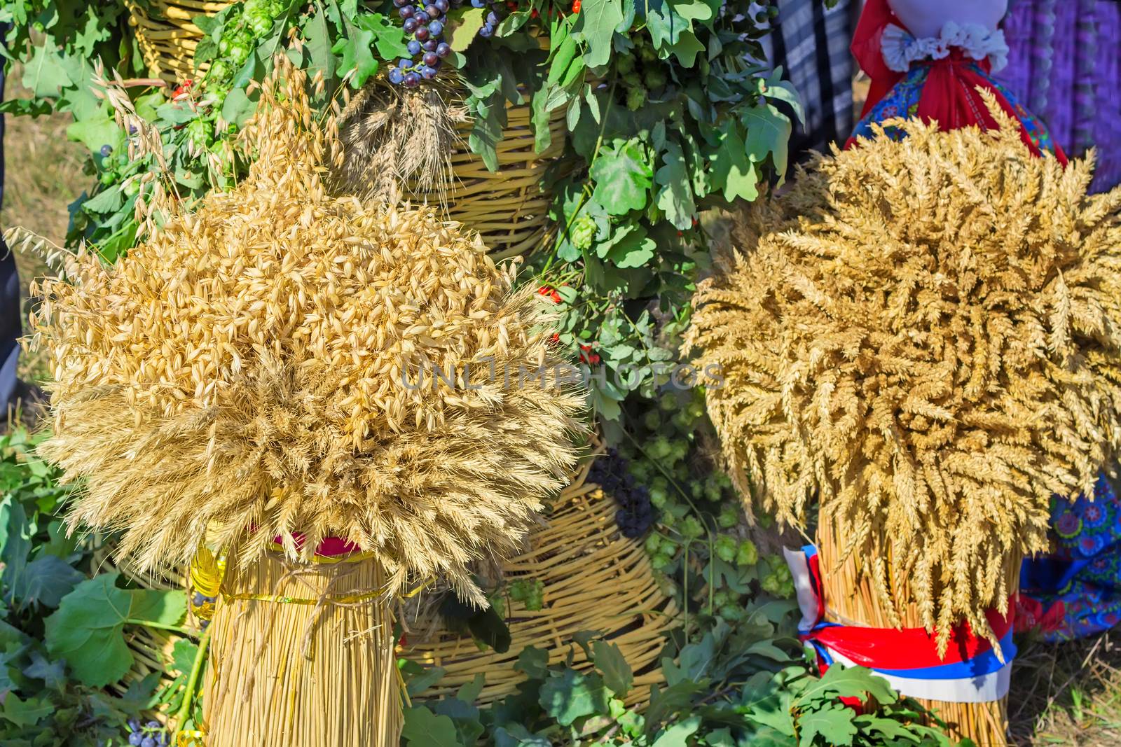 Two large sheaf of wheat , barley represented as an element of the decorations on the harvest festival.