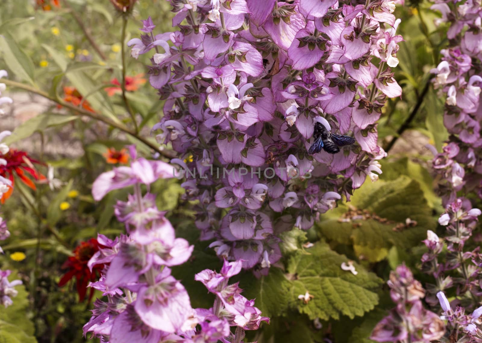 Blue Carpenter bee by photosampler