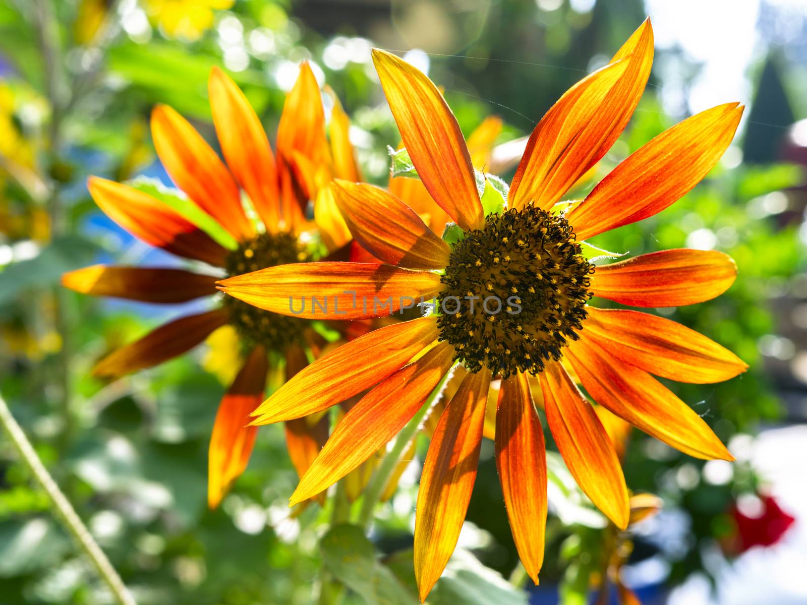 Sun Flowers. by GNNick