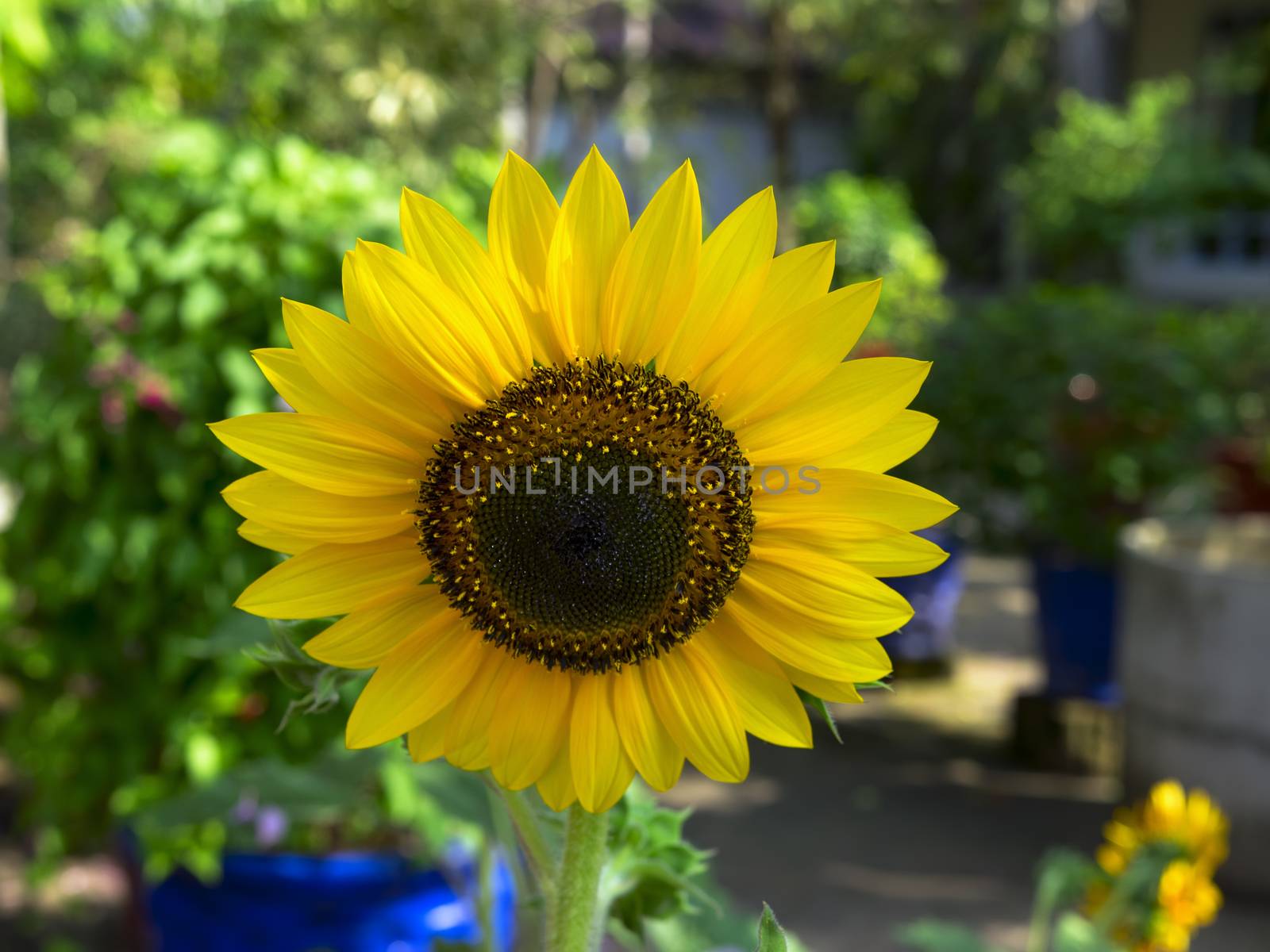 Helianthus Annuus. by GNNick