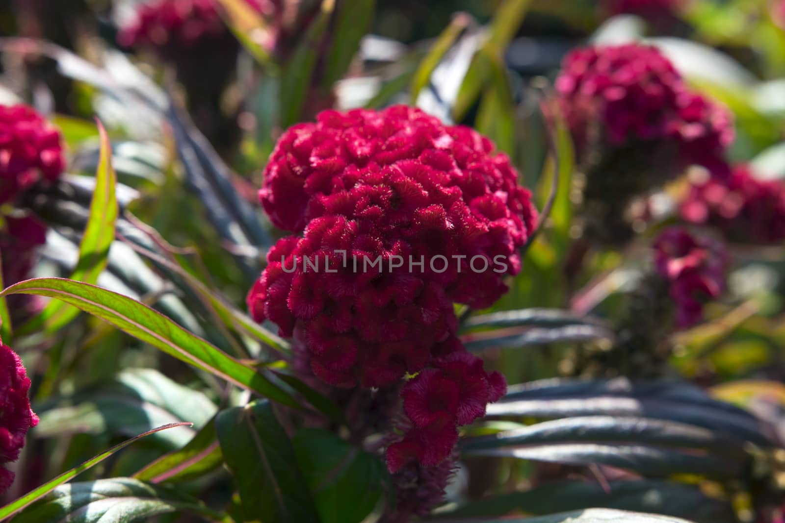 Celosia or Red Cockscomb in the Garden